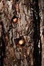 Two acorns in the larder