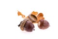 Two acorns with leaf Royalty Free Stock Photo