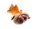 Two acorns with leaf Royalty Free Stock Photo