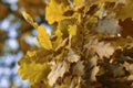 Two acorns among the lush yellow foliage in Indian summer