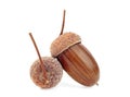 Two acorns on a white background Royalty Free Stock Photo