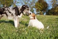 TWO ACTIVE DOGS PLAYING WITH A YELLOW TENNIS BALL ON GREEN GRASS PARK. JACK RUSSELL AND BORDER COLLIE SCOTTISH HAVING FUN Royalty Free Stock Photo