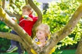 Two active little kid boys enjoying climbing on tree Royalty Free Stock Photo