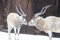 Two addax in the snow