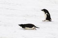 Two Adelie Penguins, one walking, one sliding on its belly