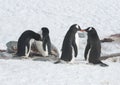 Two Adelie penguins and two gentoo penguin.
