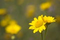 Two adjoining yellow daisy flowers i