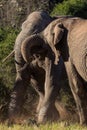 Two adolescent elephant bulls sparring