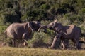 Two adolescent elephant bulls sparring
