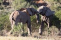 Two adolescent elephant bulls sparring