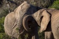 Two adolescent elephant bulls sparring