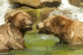 Two adolescent grizzly bears play fighting in water Royalty Free Stock Photo