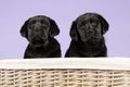 Two adorable black labrador puppy dogs in a basket on a purple background Royalty Free Stock Photo