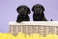 Two cute black labrador puppy dogs in a basket on a purple background with yellow easter feathers Royalty Free Stock Photo