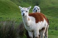 Two Adorable Alpacas