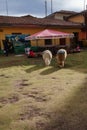 Two adorable alpacas stand the grasslan, and wait for tourists to take photos with them. There are some decorations on their back.