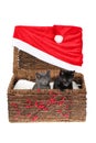 Two adorable baby cats in a wicker basket decorated with holly berry branches and huge Santa hat, isolated on white. Cute grey and Royalty Free Stock Photo