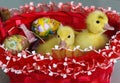 Baby ducks and the Easter basket Royalty Free Stock Photo
