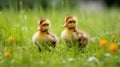 Two adorable baby ducks standing in the grass, one looking at the camera and the other looking to the side Royalty Free Stock Photo