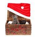 Two adorable baby kittens, a black and a grey one, looking curiously out of a wicker basket, decorated with red Santa hat and Royalty Free Stock Photo