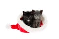 Two adorable baby kittens, a grey and a black with white one, sitting in a Santa Christmas hat, looking slightly angry. Isolated Royalty Free Stock Photo