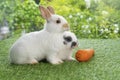 Two adorable baby rabbit bunny eating fresh orange carrot sitting together on green grass over bokeh nature background. Little Royalty Free Stock Photo