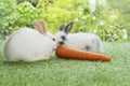 Two adorable baby rabbit bunny white, brown and gray eating fresh orange carrot white sitting together on green meadow over nature Royalty Free Stock Photo