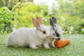 Two adorable baby rabbit bunny white, brown and gray eating fresh orange carrot white sitting together on green meadow over nature Royalty Free Stock Photo