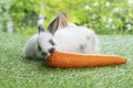 Two adorable baby rabbit bunny white, brown and gray eating fresh orange carrot white sitting together on green meadow over nature Royalty Free Stock Photo