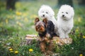 Curious Yorkshire terrier puppy dog  steps out of group to explore forest Royalty Free Stock Photo