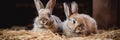 two adorable brown rabbits eat food and sit on dried grass in a rabbit farm. Royalty Free Stock Photo