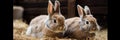 two adorable brown rabbits eat food and sit on dried grass in a rabbit farm. Royalty Free Stock Photo