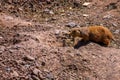 Two Woodchuck or groundhogs touching