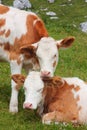 Two adorable calves hugging and snuggling