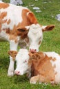 Two adorable calves hugging and snuggling