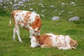 Two adorable calves hugging and snuggling