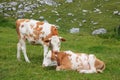 Two adorable calves hugging and snuggling