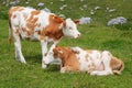 Two adorable calves hugging and snuggling