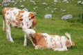 Two adorable calves hugging and snuggling