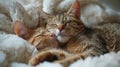 Two adorable cats cuddling in a fluffy blanket.