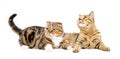 Two adorable cats lying together Royalty Free Stock Photo