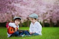 Two adorable caucasian boys in a blooming cherry tree garden, pl Royalty Free Stock Photo