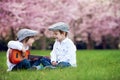 Two adorable caucasian boys in a blooming cherry tree garden, pl Royalty Free Stock Photo