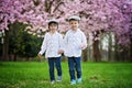 Two adorable caucasian boys in a blooming cherry tree garden, sp Royalty Free Stock Photo