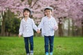 Two adorable caucasian boys in a blooming cherry tree garden, sp Royalty Free Stock Photo