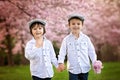 Two adorable caucasian boys in a blooming cherry tree garden, sp Royalty Free Stock Photo