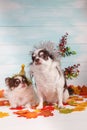 Two adorable chihuahua dogs wearing a New Year conical hat with maple leaves on festive background concept. Happy New Year 2020, Royalty Free Stock Photo