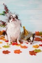 Two adorable chihuahua dogs wearing a New Year conical hat with maple leaves on festive background concept. Happy New Year 2020, Royalty Free Stock Photo