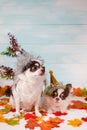 Two adorable chihuahua dogs wearing a New Year conical hat with maple leaves on festive background concept. Happy New Year 2020, Royalty Free Stock Photo