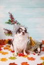 Two adorable chihuahua dogs wearing a New Year conical hat with maple leaves on festive background concept. Happy New Year 2020, Royalty Free Stock Photo